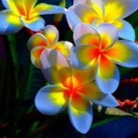 Ikhvana sky (@ikhvanasky) 's Twitter Profile