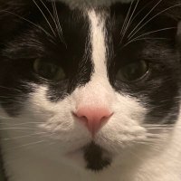 Faye Do π (@waeapples) 's Twitter Profile