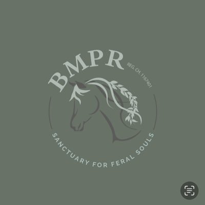 Reg. charity no.1167401 giving abandoned Moorland Hill Ponies & fly grazed cobs from across the South West & U.K a 2nd chance of life. Rescue/Rehoming