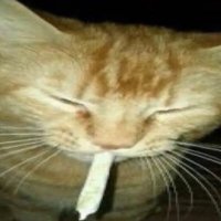 buddy ★ (@eldritchbuddy) 's Twitter Profile