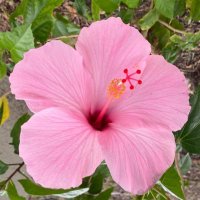 🌺 Mimi 🌺 (@hibiscustrail) 's Twitter Profile