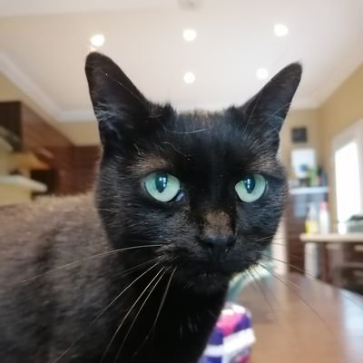 Definitely used to be younger. Can write ok but prone to the odd smelling mistake. Slight drinking problem. Owned by 5 rescue cats.