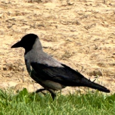 KarlAlexan7067's profile picture. 