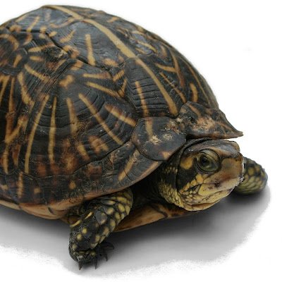 Froge123456's profile picture. 