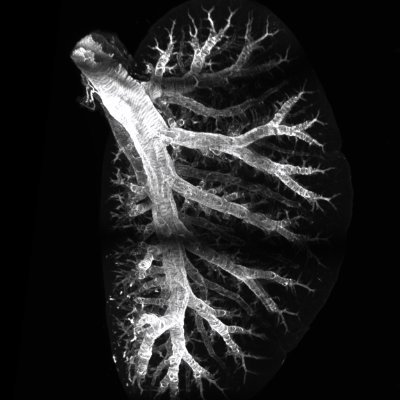 Official Account for Dr. Xin Sun Lab at University of California, San Diego. Everything lung related!