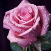 🌸 (@ban___58) Twitter profile photo