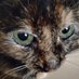 Amber and my cat Precious (@amberdyet1975) Twitter profile photo Amber and my cat Precious (@amberdyet1975) Twitter profile photo