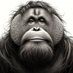 Antitrust Ape (@antitrustape) Twitter profile photo Antitrust Ape (@antitrustape) Twitter profile photo