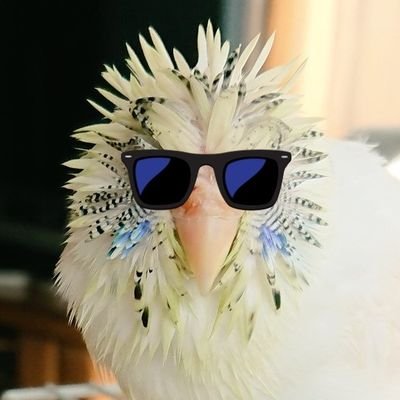 piyorin7177's profile picture. 野鳥を含め鳥類全般大好きです
2018.5.29セキセイハルクインぴのをお迎え   2018.3.10セキセイぷりん🌈へ
気紛れにお花や趣味のツイートします
小鳥好きの方ヨロシクね🎵
無言フォロー失礼します(^ー^)