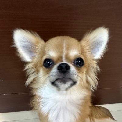 まめまるページ チワワのまめまる (@iam_mamemaru) / X