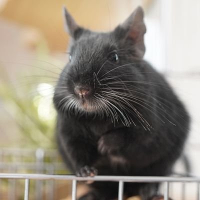デグーのこごみです🐭
2022年5月1日生まれ♀
2023年7月5日から人間と暮らし中。
無言フォロー失礼します。デグー関連は基本フォロバします!
🌠シルバー925と真鍮素材のデグージュエリー製作してます🌠