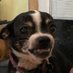 Winky (@winkytheterrier) Twitter profile photo Winky (@winkytheterrier) Twitter profile photo
