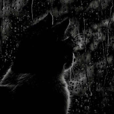 I stream sometimes, oh yeah I am also a twitch affiliate, but all in all I love cats.