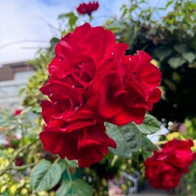 hisabimbola's profile picture. Everything farming 👨🏾‍🌾 - tech is a side gig