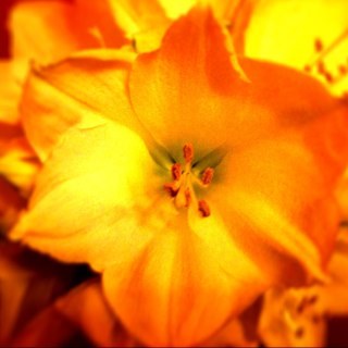 WildRoseFloral's profile picture. Wild Rose Floral Design is a florists located in Bolsolver, Derbyshire. We offer bespoke designs for individual gifts and cater for larger events & weddings