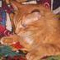 Еkaterina Kobyakova (@katetik) 's Twitter Profile