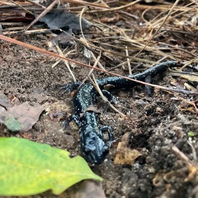 thealanpowell's profile picture. I like football, bourbon, and humor.