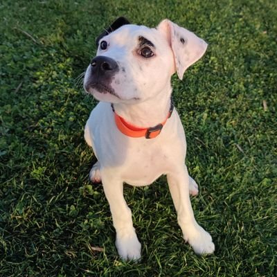 Spcv633's profile picture. 