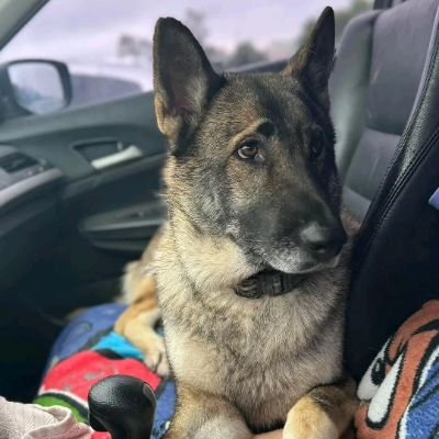 Rescuing and rehabilitating animals in need. Providing hope, love and a second chance for furry friends. Please Donate ⬇️