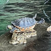 屏東小龜🐢 (@citymrjosh) Twitter profile photo