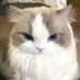 meow (@bibi58787) Twitter profile photo meow (@bibi58787) Twitter profile photo
