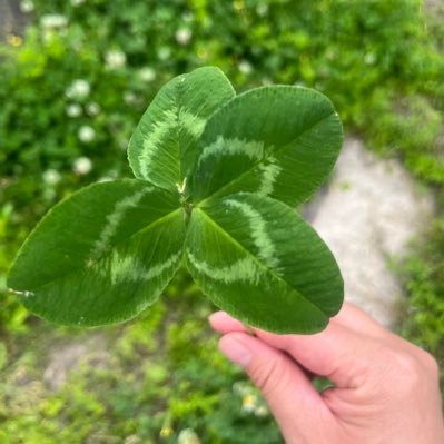 muchimuchimuku's profile picture. むちむちでむくむくです。広い世界の片隅の狭い部屋の片隅で誰にも届かない独り言を世界に向けて発信します。たぬき混雑シャム猫LOVE・ 母ロス・ベテランおひとり様