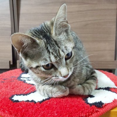 根本聡一郎さんのプロフィール画像