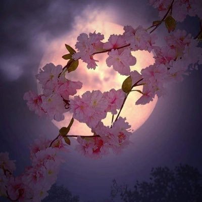 schwar34126156's profile picture. 