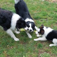 Border-Trio Infernale🐾 +🌠🌈🐾 (@fridomolucifer) 's Twitter Profile Photo Border-Trio Infernale🐾 +🌠🌈🐾 (@fridomolucifer) 's Twitter Profile Photo