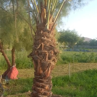 hassan_gma989's profile picture. تعليم نجران