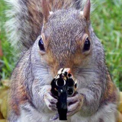 🎶 I’m just a squirrel in the world 🎵 #ArmedAndFabulous #MAGA