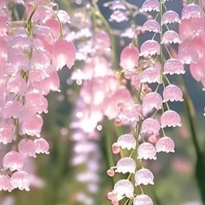 zc2vd1's profile picture. 