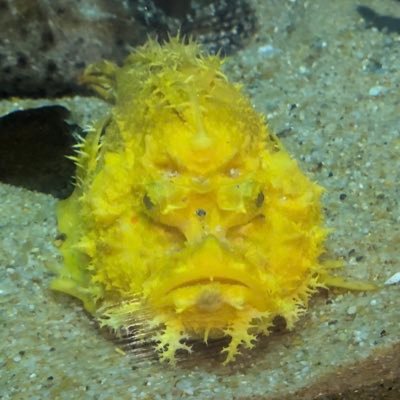 N_Nishi_kawa's profile picture. PhD student at the University of Tokyo, JSPS Research Fellowship (DC1), Research topic: machine learning