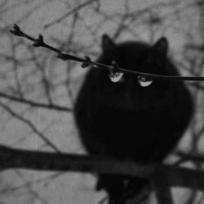 hoomanrd's profile picture. صفحه بیکار است مجهولانه مَسطَر می‌زنیم