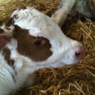 JustinUyterlind's profile picture. 