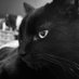 Midnight Paws (@p69975_paula) Twitter profile photo Midnight Paws (@p69975_paula) Twitter profile photo