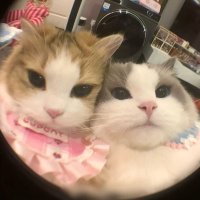 一只草履虫 (@1128caolvchong) 's Twitter Profile