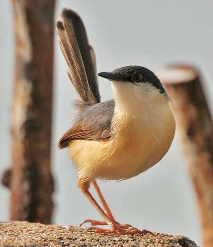 Birdwatcher, Photographer, Babysitter and Ad Agency Owner! Love people, love life, love nature... let's tweet together!