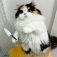 Jittzz (@j1ttery) 's Twitter Profile