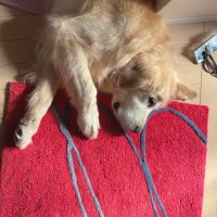 カイ🦮 (@srkn_kawaii) Twitter profile photo