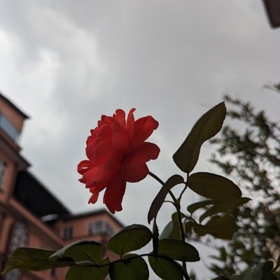 raskoti_rajesh's profile picture. Why so serious?