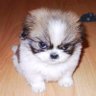 Shykelit1's profile picture. 