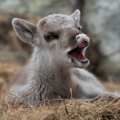 Inge_Dobrive4er's profile picture. Никаких подписей!