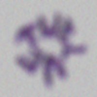 Twelve Gang (@twelvegang_) 's Twitter Profile