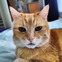 Tailcat2 (@tailcat2) 's Twitter Profile