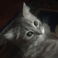 Miyu Miyu (@miyumiyuart) 's Twitter Profile Photo Miyu Miyu (@miyumiyuart) 's Twitter Profile Photo