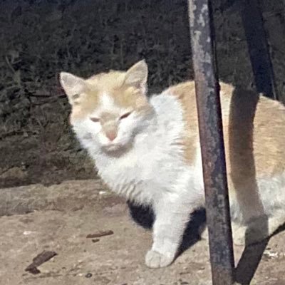 capitanasorgo's profile picture. modestia aparte