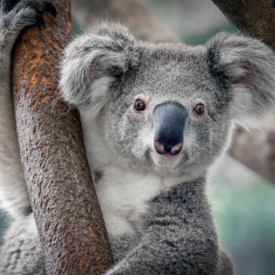 koala