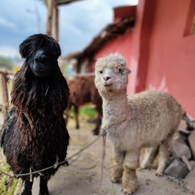 danierito's profile picture. Hay veces en las que mantenerte en silencio es elegante e inteligente, y otras, cobarde. ¿No es genial eso?