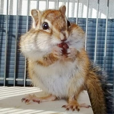 いつまでも夢を追いかけて
そんな人生を歩みたい
何歳からでもトライしたっていいよね♪
いつか、天の声のお仕事ができたらと
日々精進しています